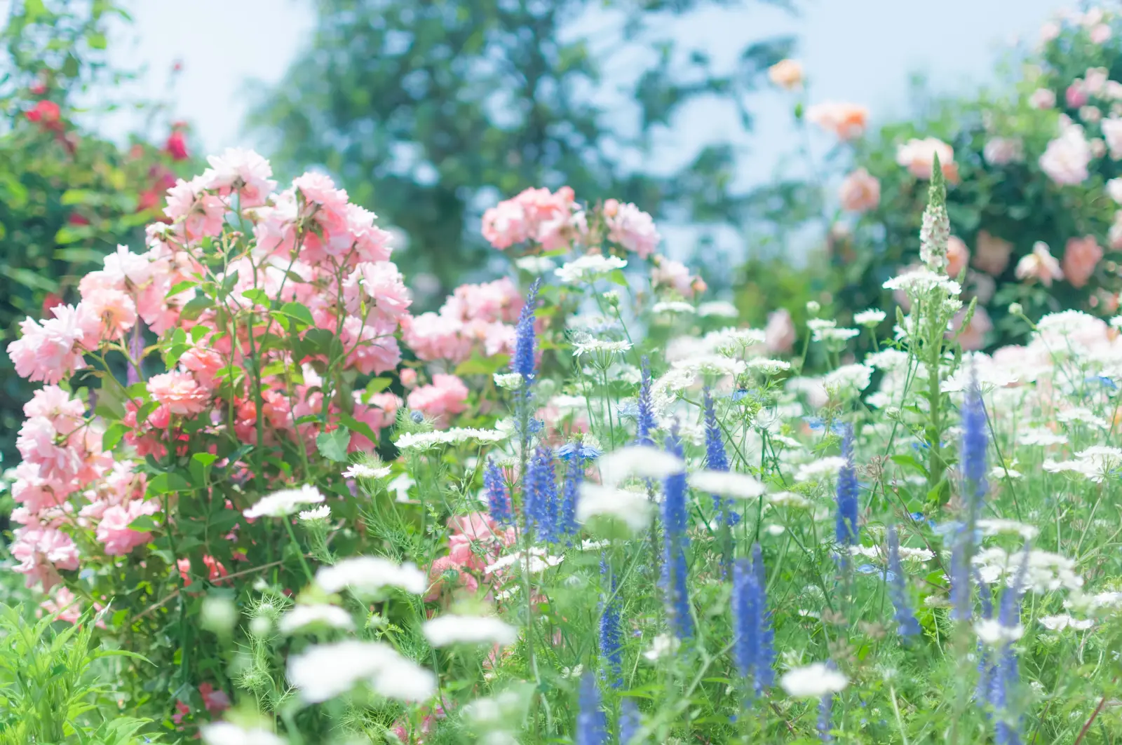 色とりどりの花が咲く庭